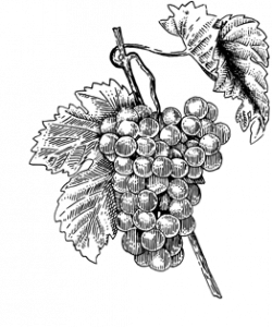 Pineau sainte-hermine extra-vieux grappe raison