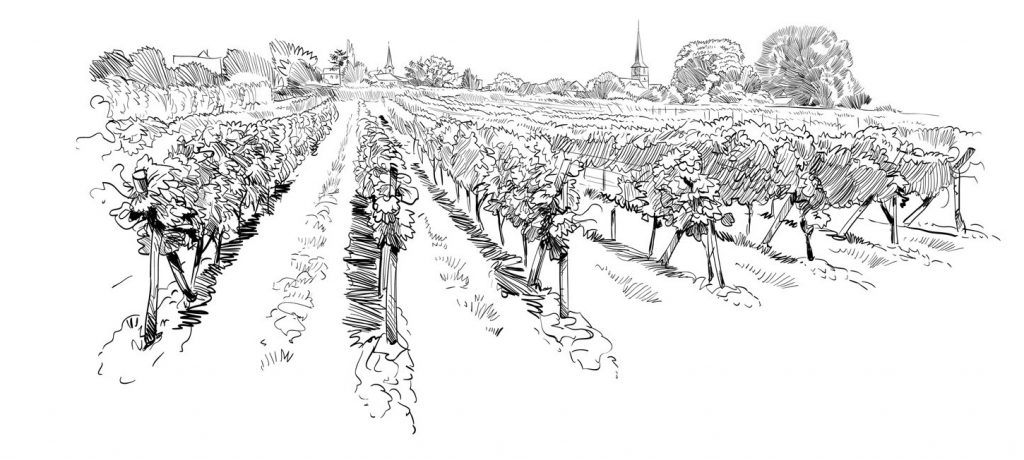 Pineau sainte-hermine extra-vieux vignes