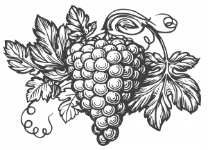 Pineau sainte hermine grappe raisin vigne